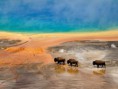 /album/fotky/yellowstone-bison-national-park-20729-600x450-jpg1/