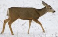 /album/fotky1/a800px-mule-deer-in-snow-jpg2/