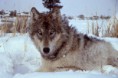 /album/fotky1/a800px-yellowstone-wolf-17120-jpg2/