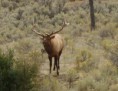 /album/fotky3/a771px-bull-elk-yellowstone-jpg4/