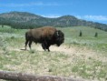 /album/fotky3/a800px-buffalo-bizon-jpg4/