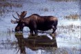 /album/fotky3/a800px-moose-00473-jpg4/